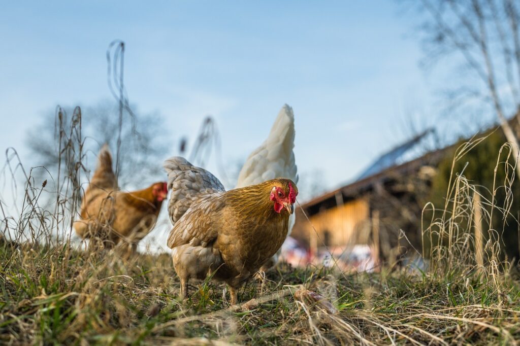chickens, hens, birds, landfowls, livestock, poultry, meadow, feathers, nature, animals, farm animals, animal world, chickens, chickens, chickens, chickens, chickens, hens, poultry